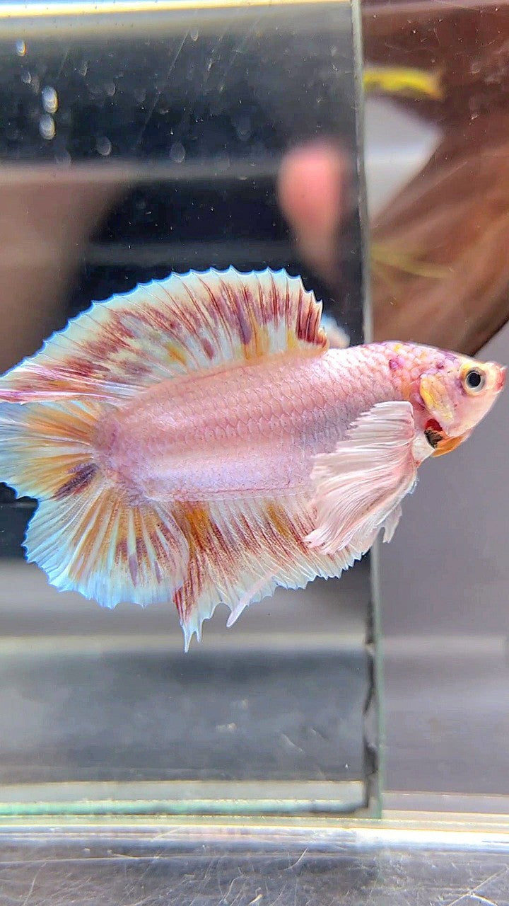 PLAKAT DOUBLE TAIL DUMBO EAR WHITE MULTICOLOR BETTA FISH