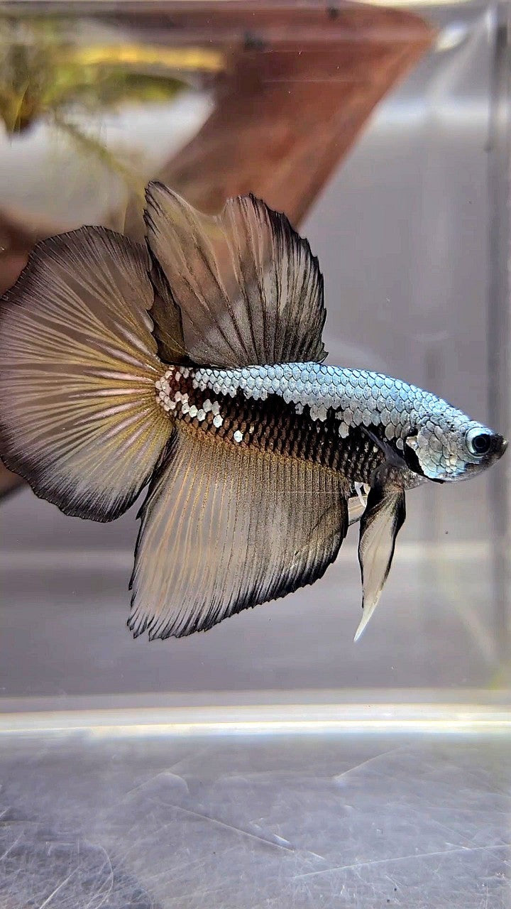 HALFMOON BLACK COPPER SAMURAI YELLOW BETTA FISH