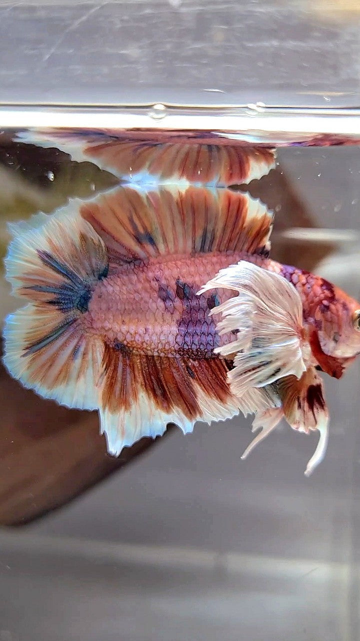 PLAKAT DOUBLE TAIL DUMBO EAR ORANGE NEMO MULTICOLOR BETTA FISH