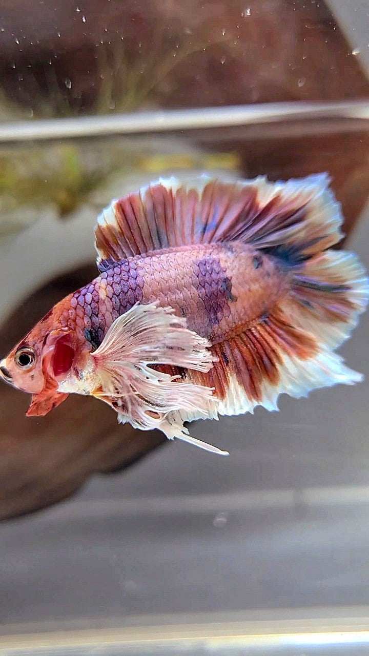 PLAKAT DOUBLE TAIL DUMBO EAR ORANGE NEMO MULTICOLOR BETTA FISH