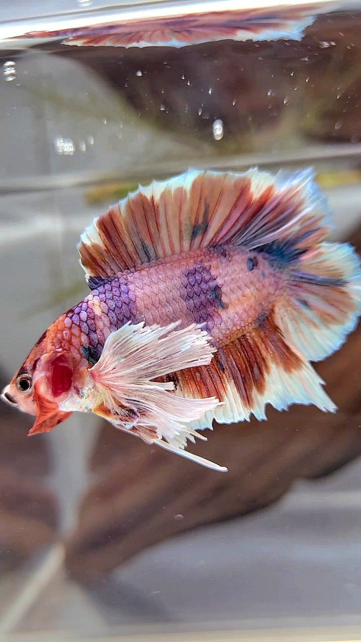 PLAKAT DOUBLE TAIL DUMBO EAR ORANGE NEMO MULTICOLOR BETTA FISH