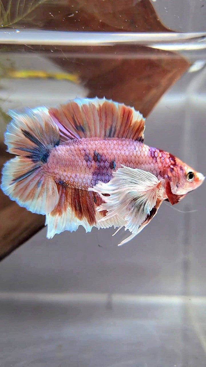 PLAKAT DOUBLE TAIL DUMBO EAR ORANGE NEMO MULTICOLOR BETTA FISH