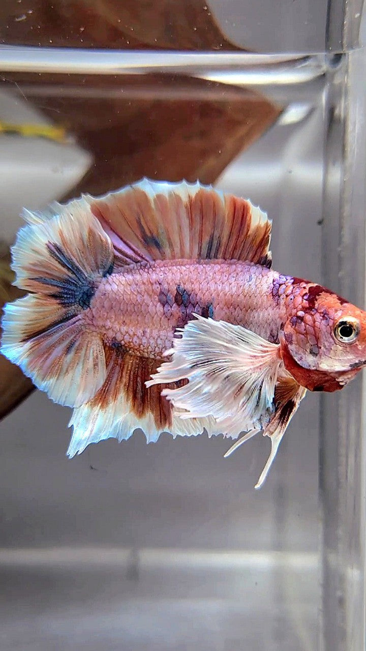 PLAKAT DOUBLE TAIL DUMBO EAR ORANGE NEMO MULTICOLOR BETTA FISH