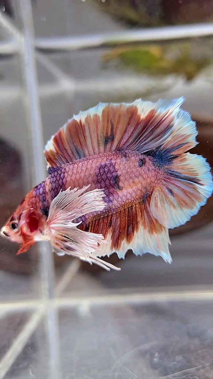 PLAKAT DOUBLE TAIL DUMBO EAR ORANGE NEMO MULTICOLOR BETTA FISH