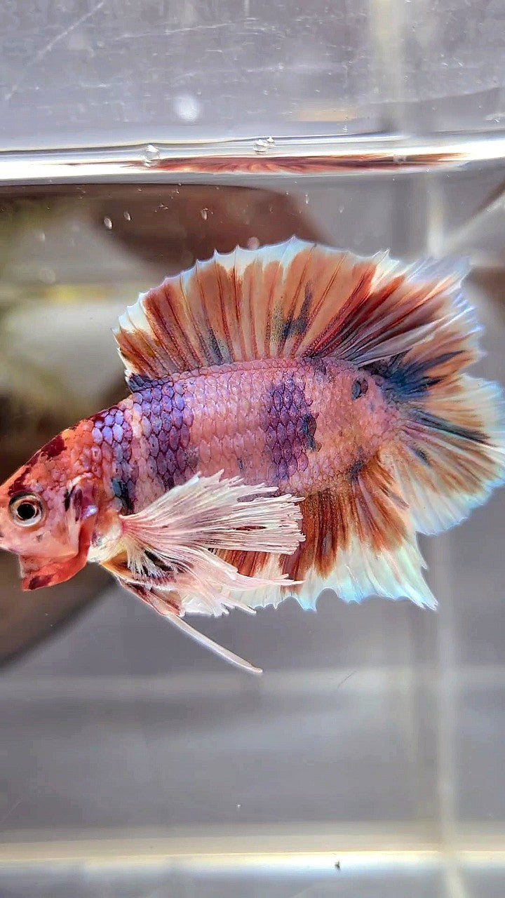 PLAKAT DOUBLE TAIL DUMBO EAR ORANGE NEMO MULTICOLOR BETTA FISH