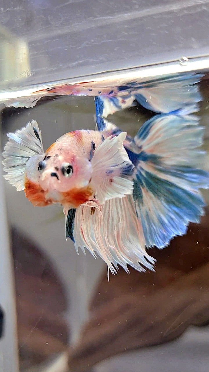 HALFMOON DUMBO EAR WHITE BLUE MARBLE MULTICOLOR BETTA FISH