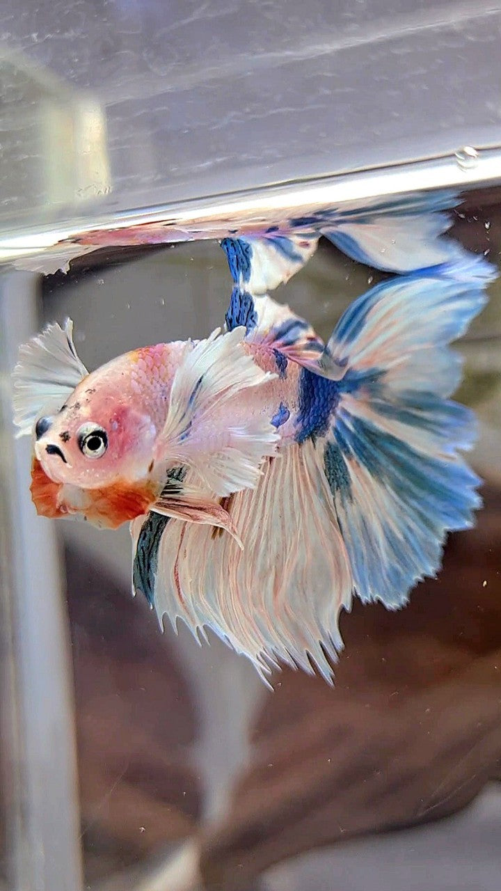 HALFMOON DUMBO EAR WHITE BLUE MARBLE MULTICOLOR BETTA FISH