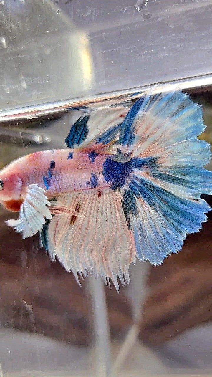 HALFMOON DUMBO EAR WHITE BLUE MARBLE MULTICOLOR BETTA FISH