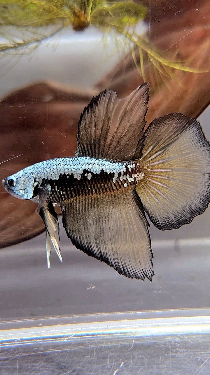 HALFMOON BLACK COPPER SAMURAI YELLOW BETTA FISH