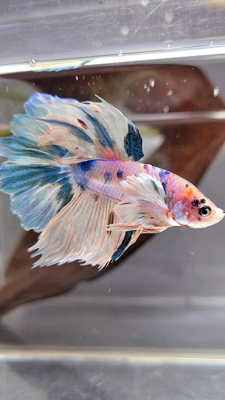 HALFMOON DUMBO EAR WHITE BLUE MARBLE MULTICOLOR BETTA FISH