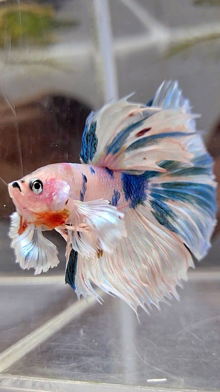 HALFMOON DUMBO EAR WHITE BLUE MARBLE MULTICOLOR BETTA FISH