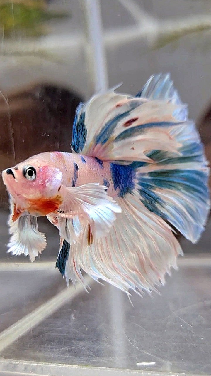 HALFMOON DUMBO EAR WHITE BLUE MARBLE MULTICOLOR BETTA FISH