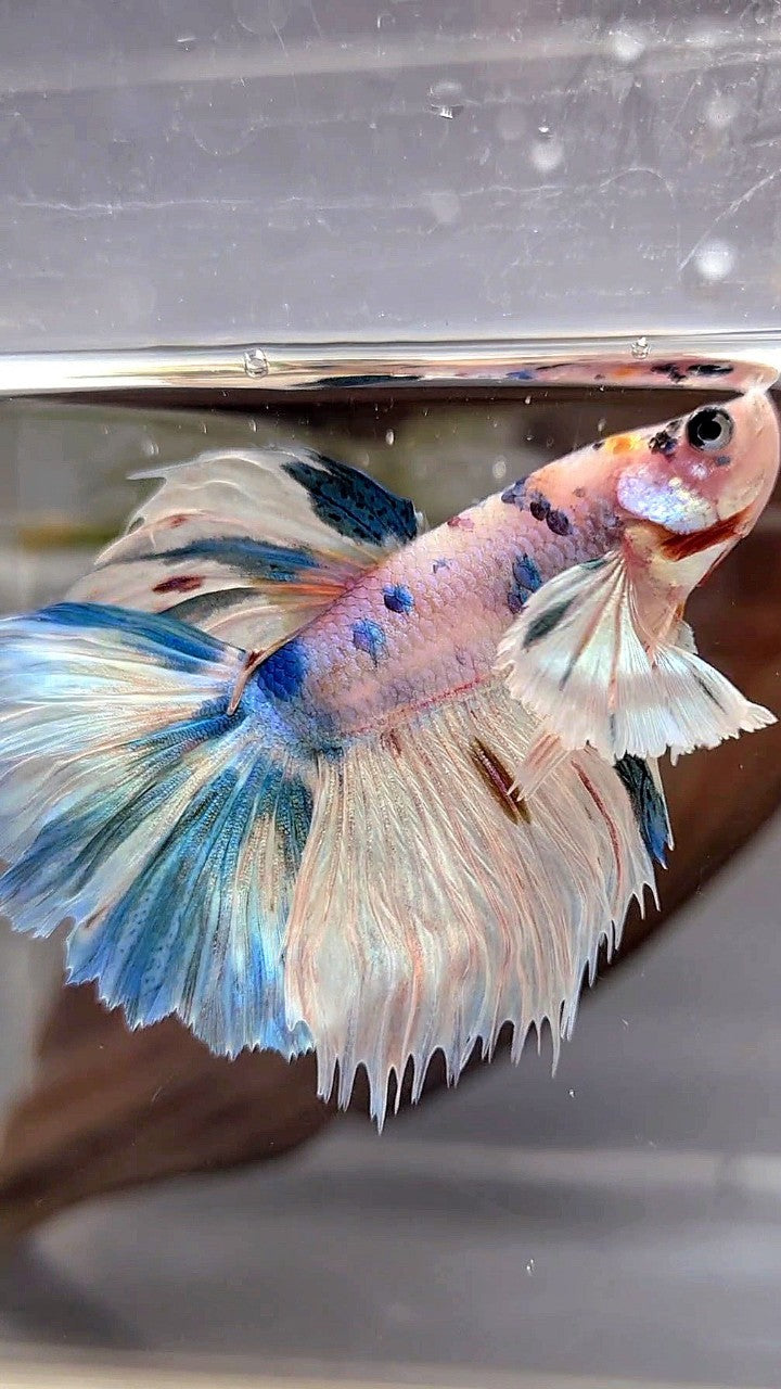 HALFMOON DUMBO EAR WHITE BLUE MARBLE MULTICOLOR BETTA FISH