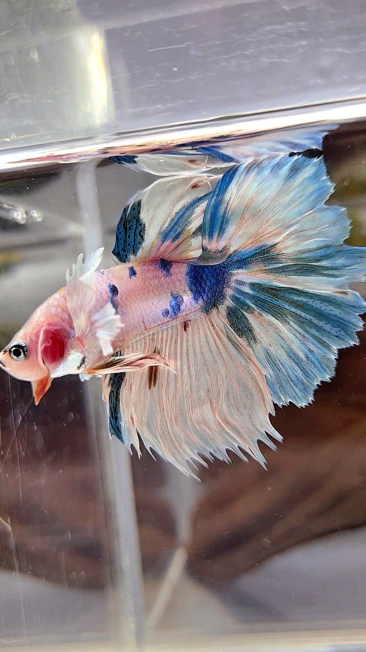 HALFMOON DUMBO EAR WHITE BLUE MARBLE MULTICOLOR BETTA FISH