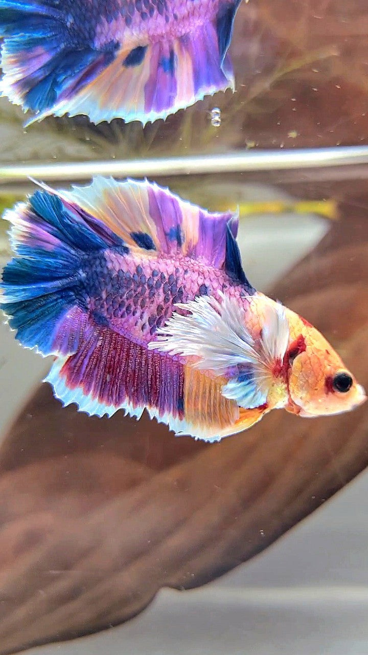 PLAKAT DOUBLE TAIL DUMBO EAR PURPLE CANDY SUPER MULTICOLOR BETTA FISH