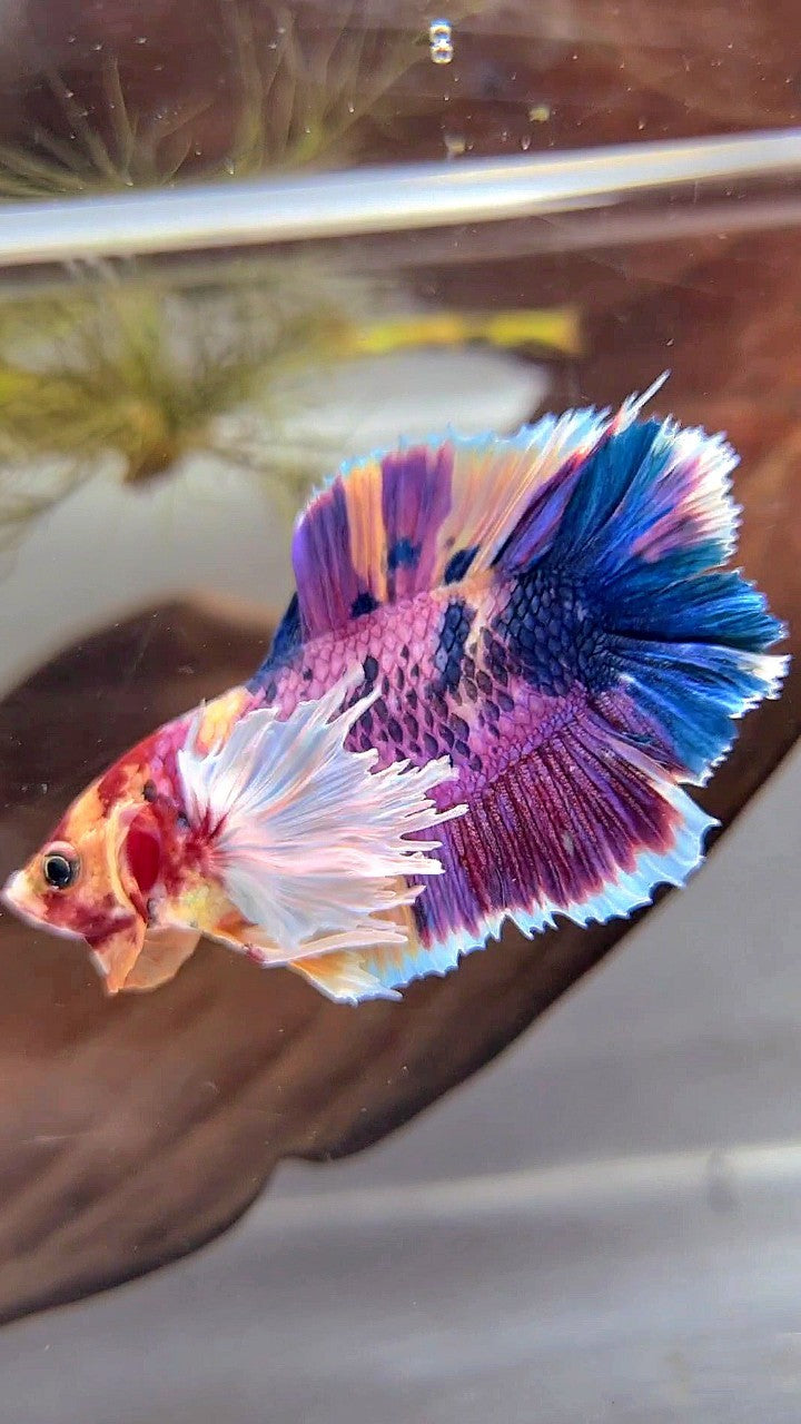 PLAKAT DOUBLE TAIL DUMBO EAR PURPLE CANDY SUPER MULTICOLOR BETTA FISH