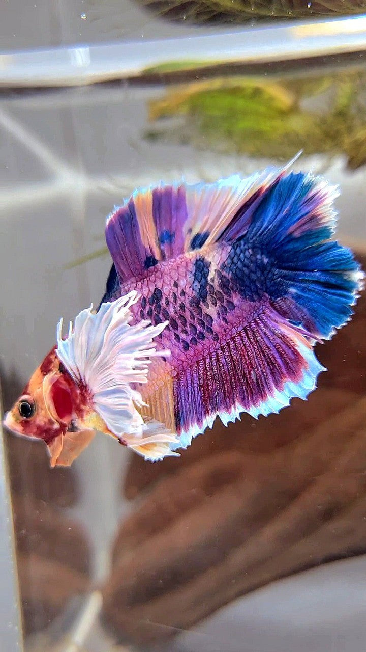 PLAKAT DOUBLE TAIL DUMBO EAR PURPLE CANDY SUPER MULTICOLOR BETTA FISH