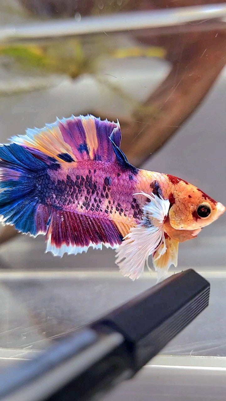 PLAKAT DOUBLE TAIL DUMBO EAR PURPLE CANDY SUPER MULTICOLOR BETTA FISH