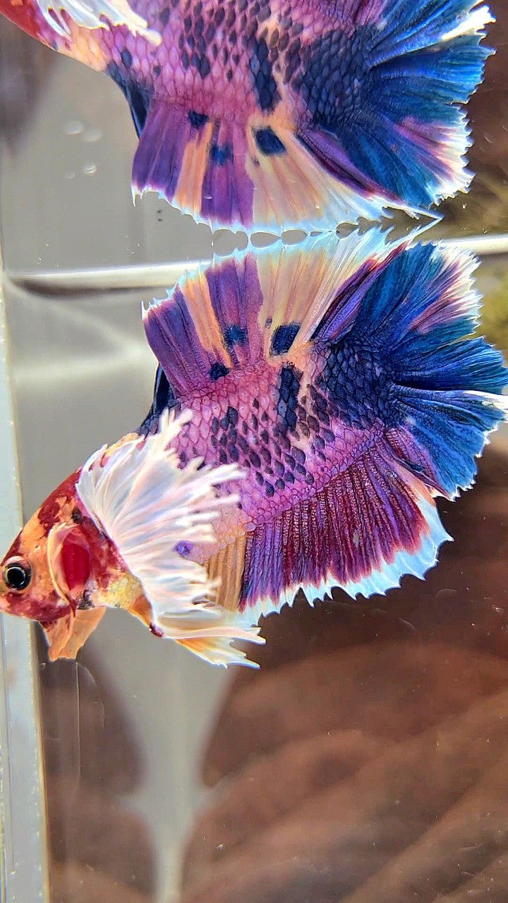 PLAKAT DOUBLE TAIL DUMBO EAR PURPLE CANDY SUPER MULTICOLOR BETTA FISH