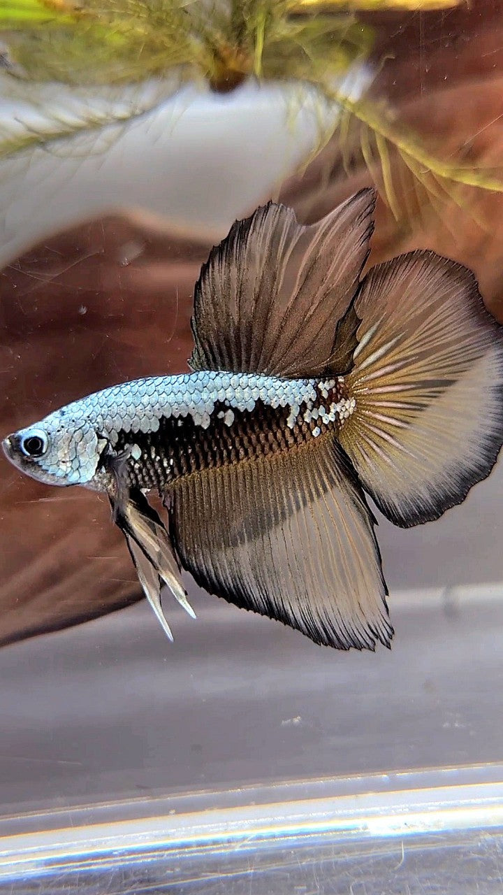 HALFMOON BLACK COPPER SAMURAI YELLOW BETTA FISH