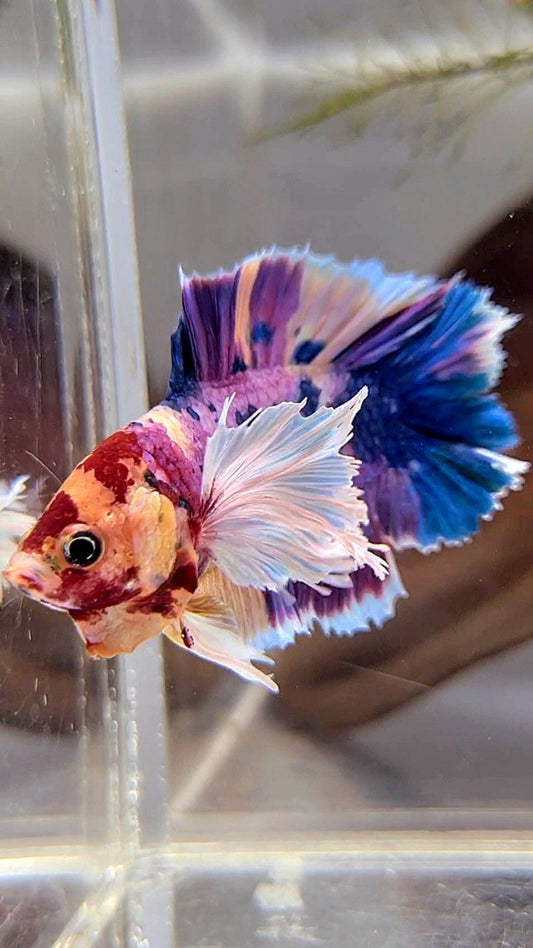 PLAKAT DOUBLE TAIL DUMBO EAR PURPLE CANDY SUPER MULTICOLOR BETTA FISH