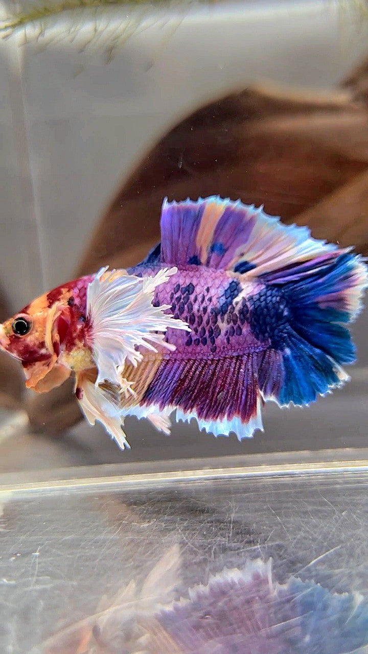 PLAKAT DOUBLE TAIL DUMBO EAR PURPLE CANDY SUPER MULTICOLOR BETTA FISH