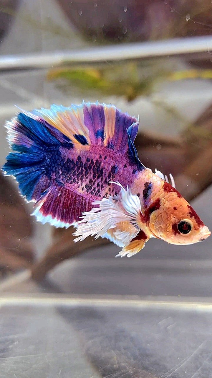 PLAKAT DOUBLE TAIL DUMBO EAR PURPLE CANDY SUPER MULTICOLOR BETTA FISH