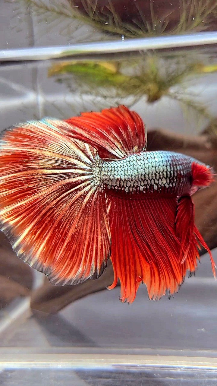 XL HALFMOON ROSETAIL RED COPPER ARMY BETTA FISH