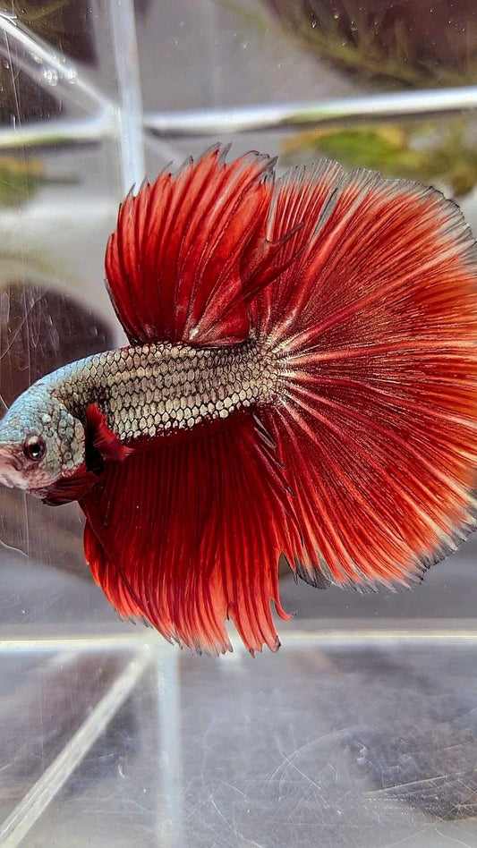 XL HALFMOON ROSETAIL RED COPPER ARMY BETTA FISH