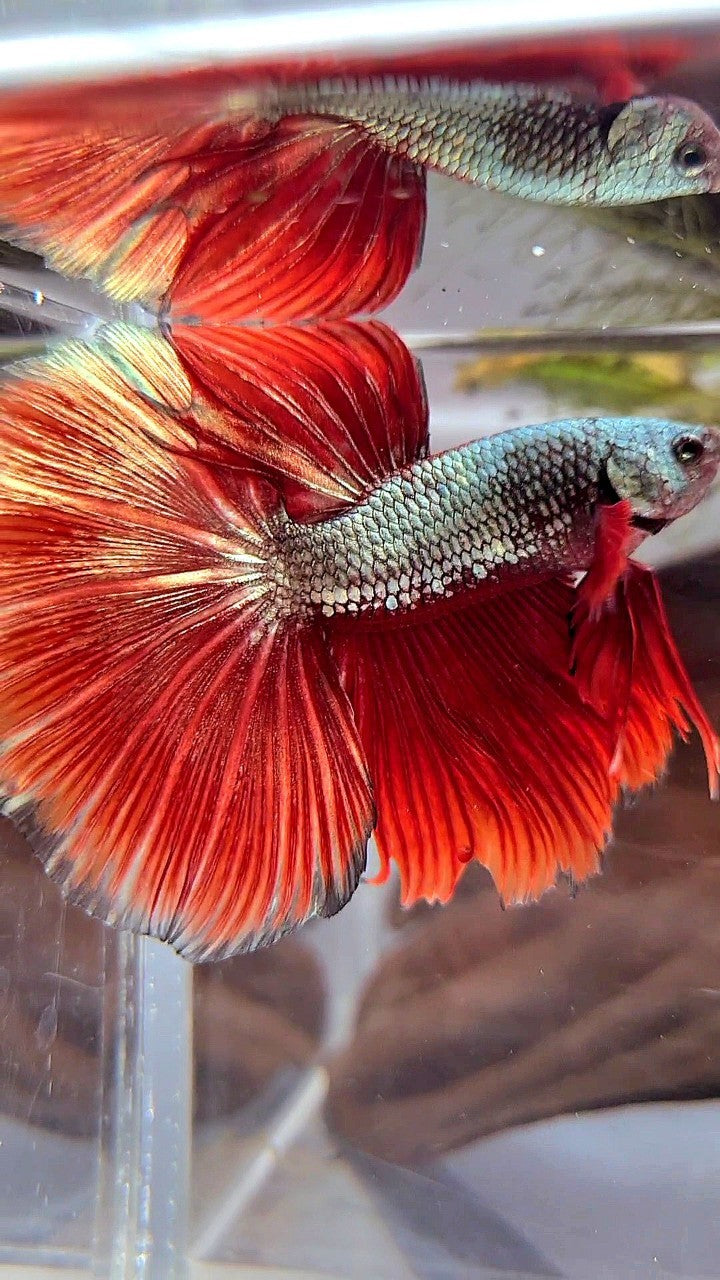 XL HALFMOON ROSETAIL RED COPPER ARMY BETTA FISH