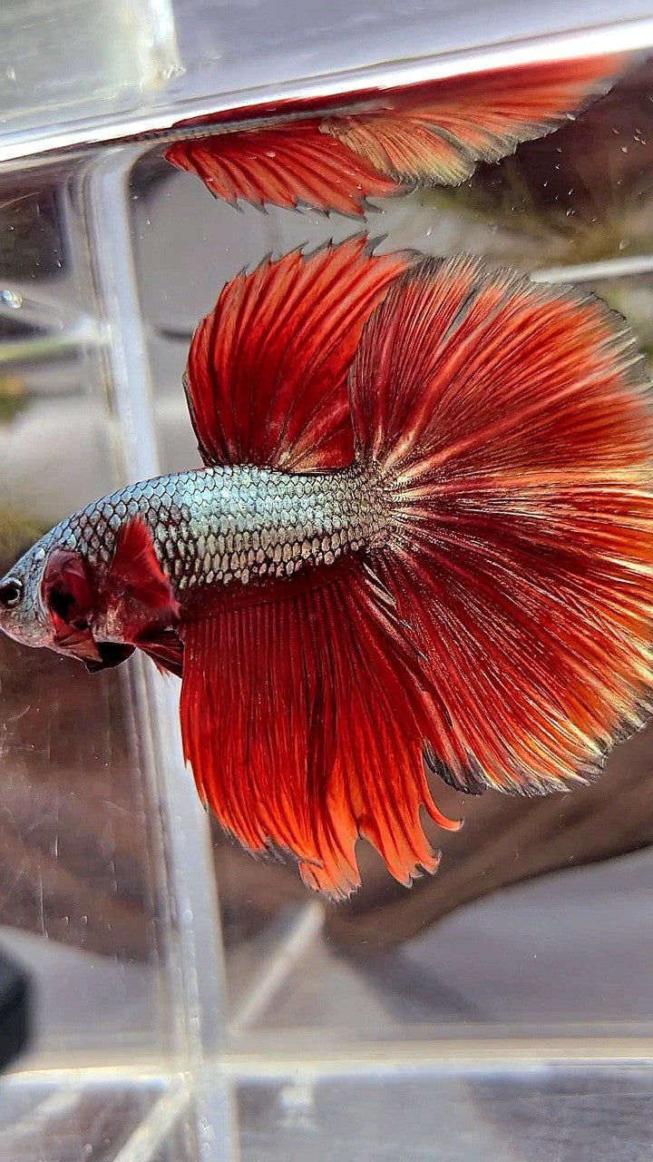 XL HALFMOON ROSETAIL RED COPPER ARMY BETTA FISH