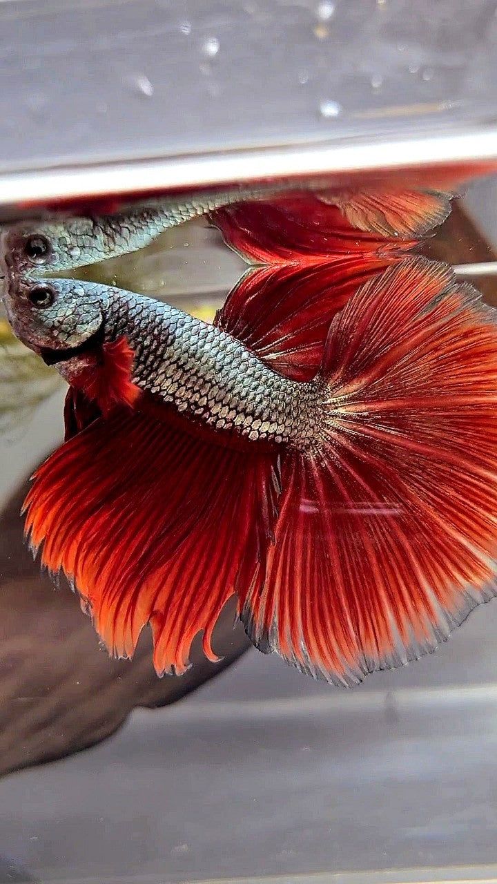 XL HALFMOON ROSETAIL RED COPPER ARMY BETTA FISH