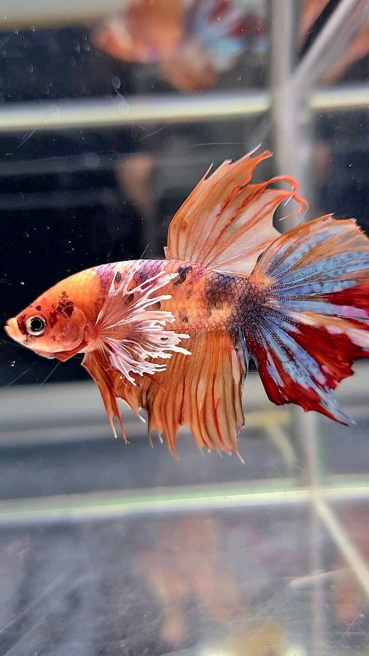 HALFMOON DUMBO EAR ORANGE MULTICOLOR BETTA FISH