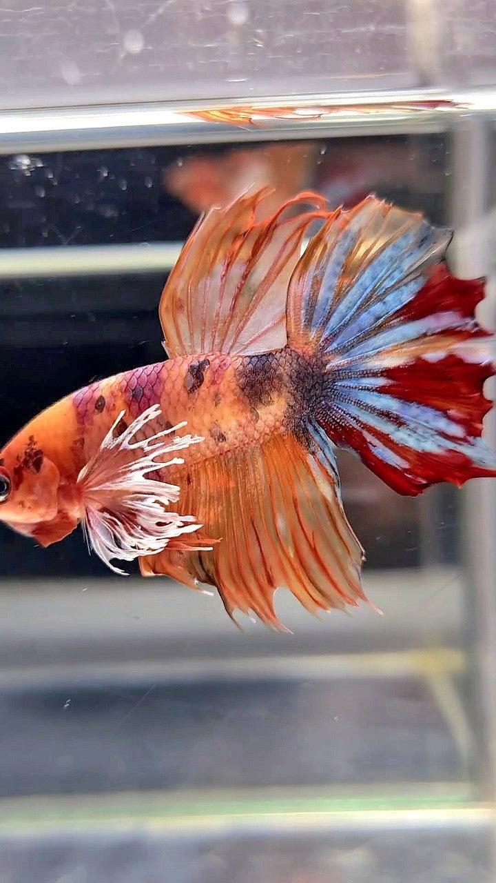 HALFMOON DUMBO EAR ORANGE MULTICOLOR BETTA FISH