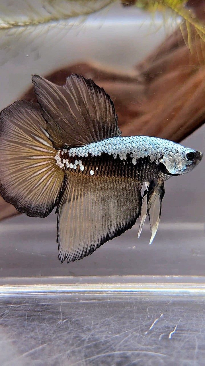 HALFMOON BLACK COPPER SAMURAI YELLOW BETTA FISH