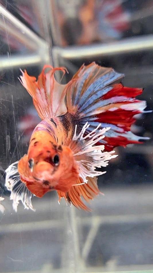 HALFMOON DUMBO EAR ORANGE MULTICOLOR BETTA FISH