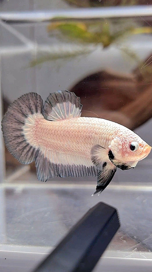 PLAKAT COPPER RIM BUTTERFLY BETTA FISH