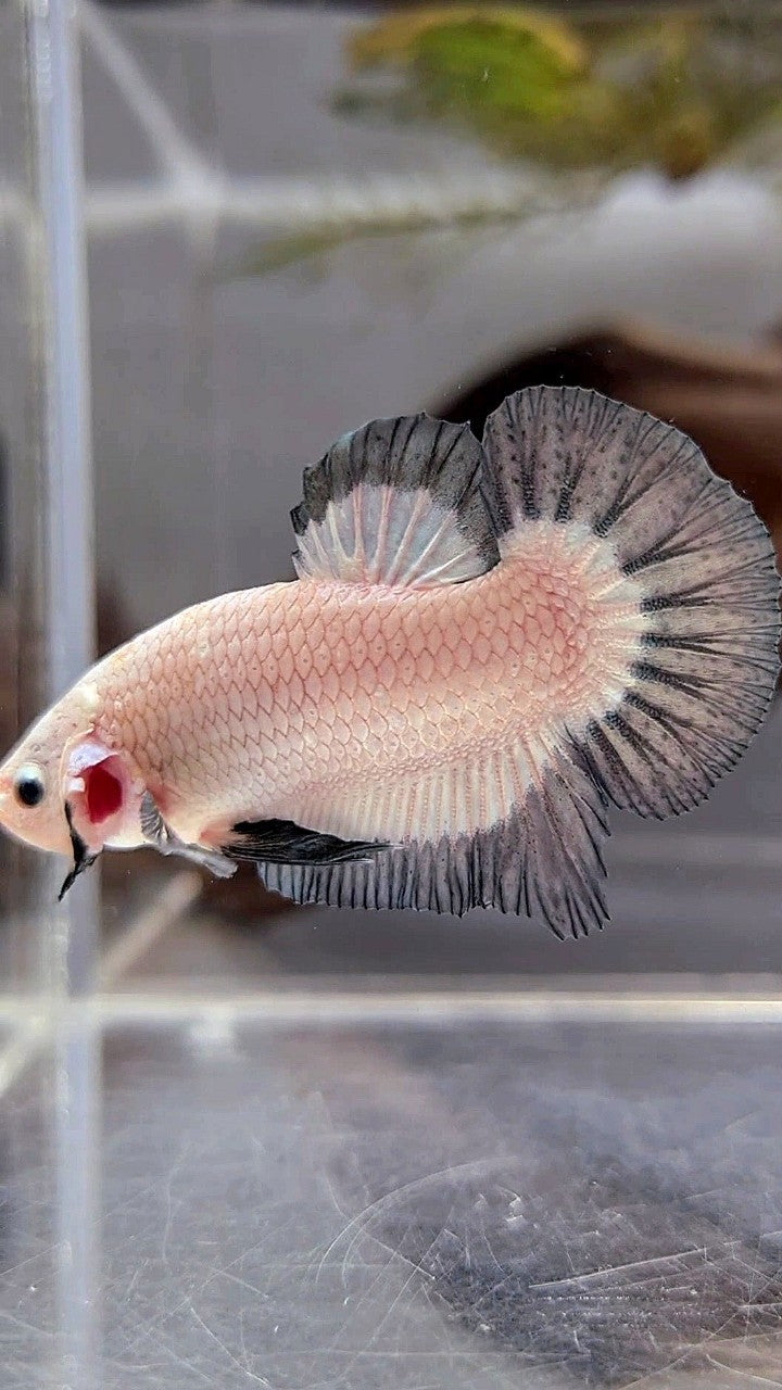 PLAKAT COPPER RIM BUTTERFLY BETTA FISH