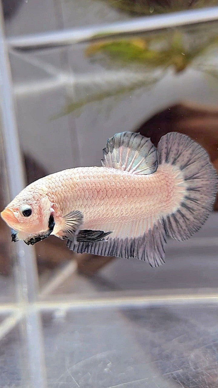 PLAKAT COPPER RIM BUTTERFLY BETTA FISH