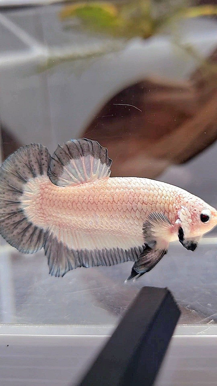 PLAKAT COPPER RIM BUTTERFLY BETTA FISH