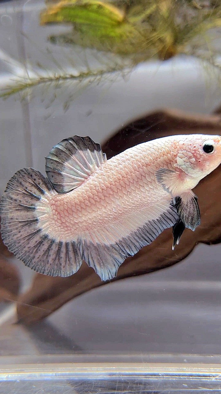 PLAKAT COPPER RIM BUTTERFLY BETTA FISH