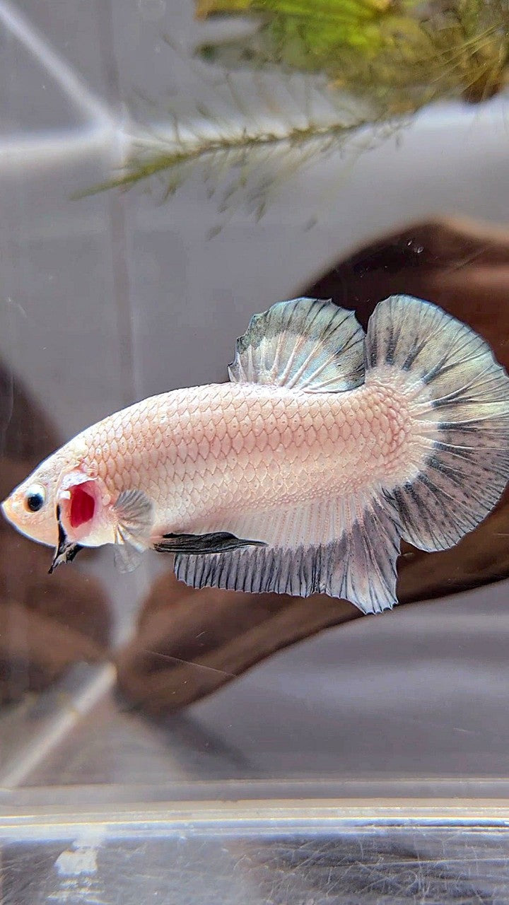 PLAKAT COPPER RIM BUTTERFLY BETTA FISH