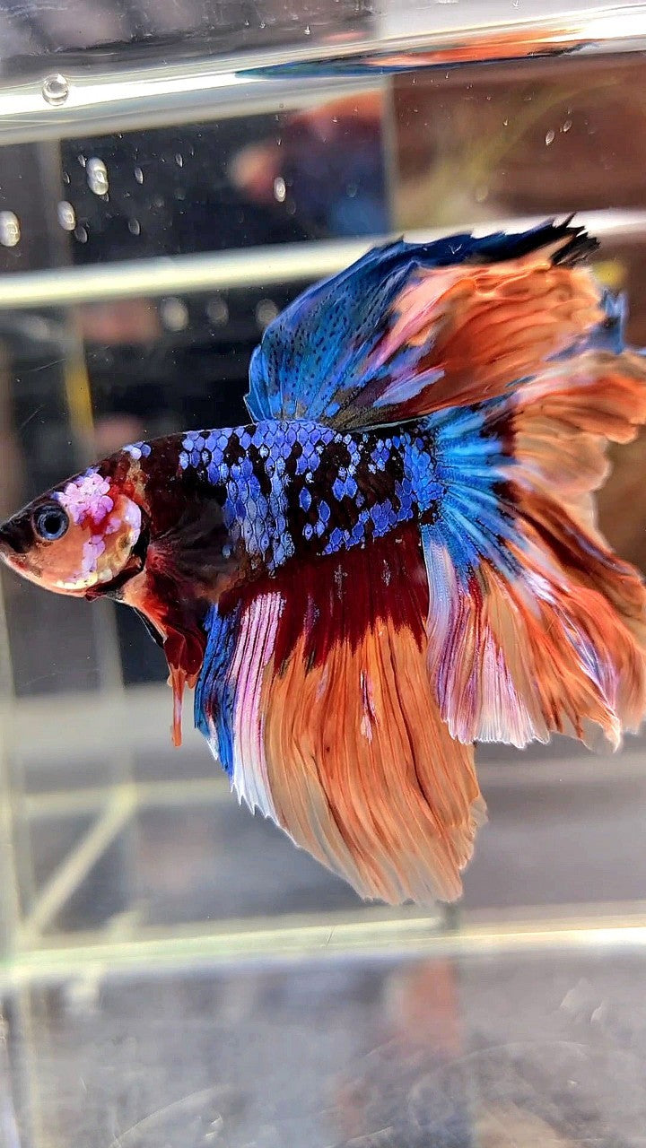 HALFMOON ROSETAIL BLACK GALAXY AVATAR NEMO BETTA FISH