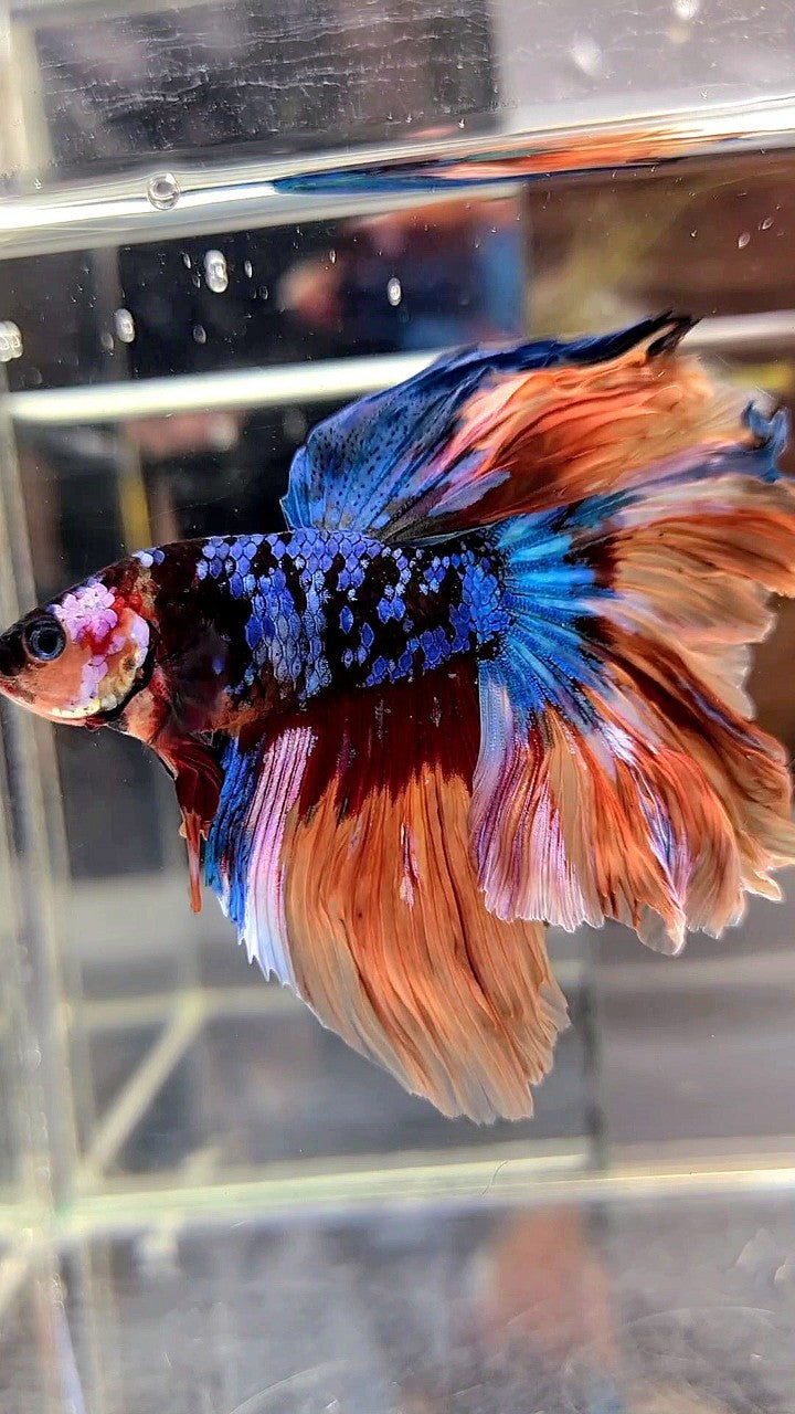 HALFMOON ROSETAIL BLACK GALAXY AVATAR NEMO BETTA FISH