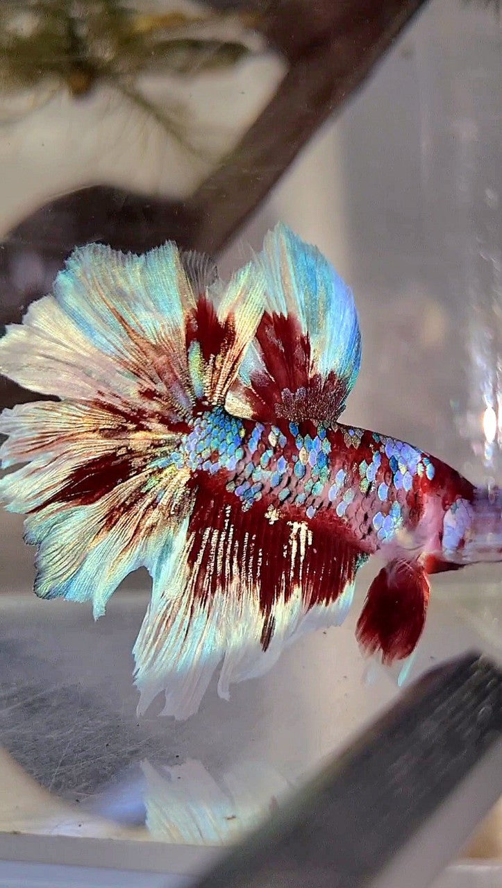 HALFMOON ROSETAIL BARONGSAI SUPER GALAXY WHITE RED BETTA FISH