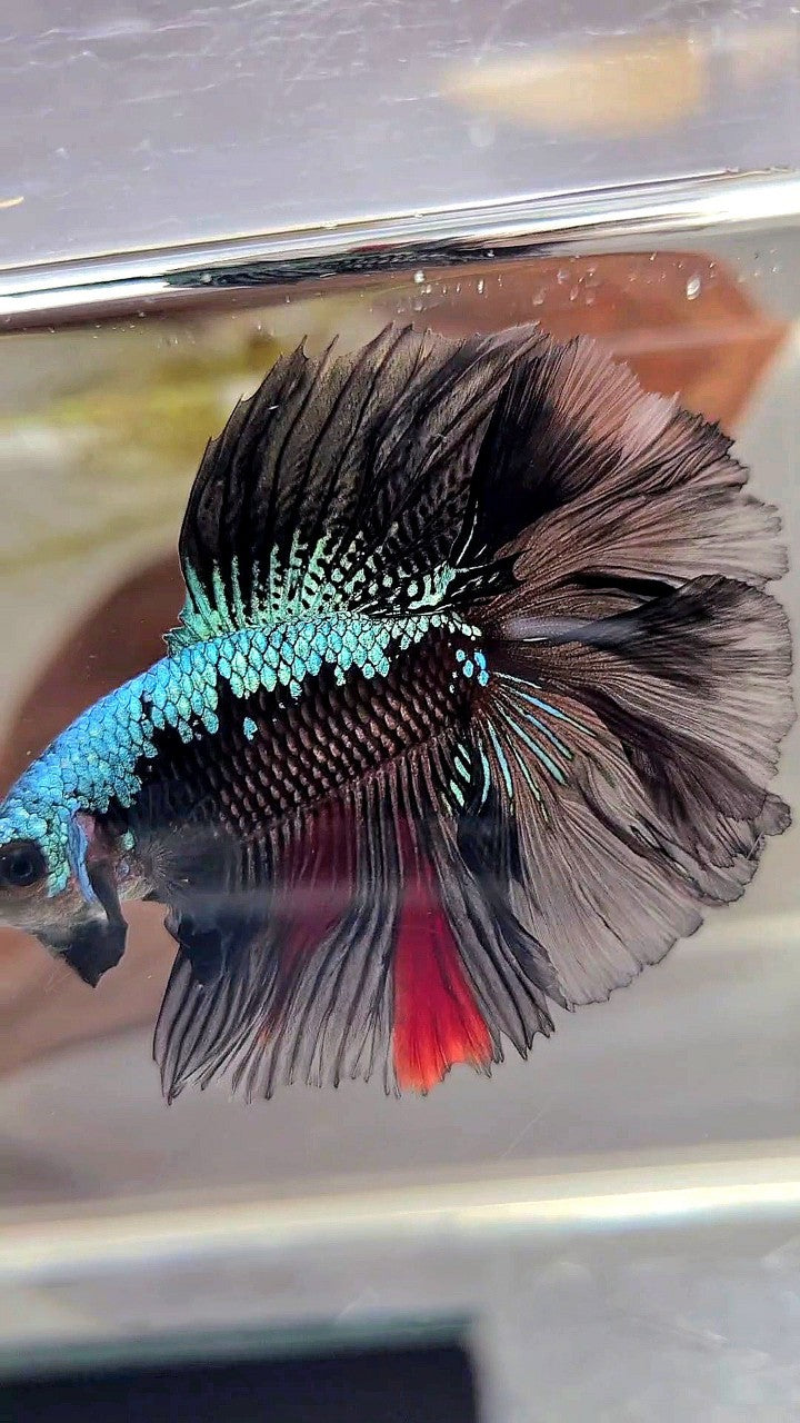 HALFMOON DOUBLE TAIL ROSETAIL BLACK BLUE SAMURAI BETTA FISH