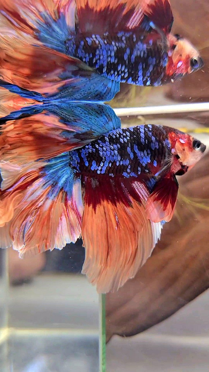 HALFMOON ROSETAIL BLACK GALAXY AVATAR NEMO BETTA FISH