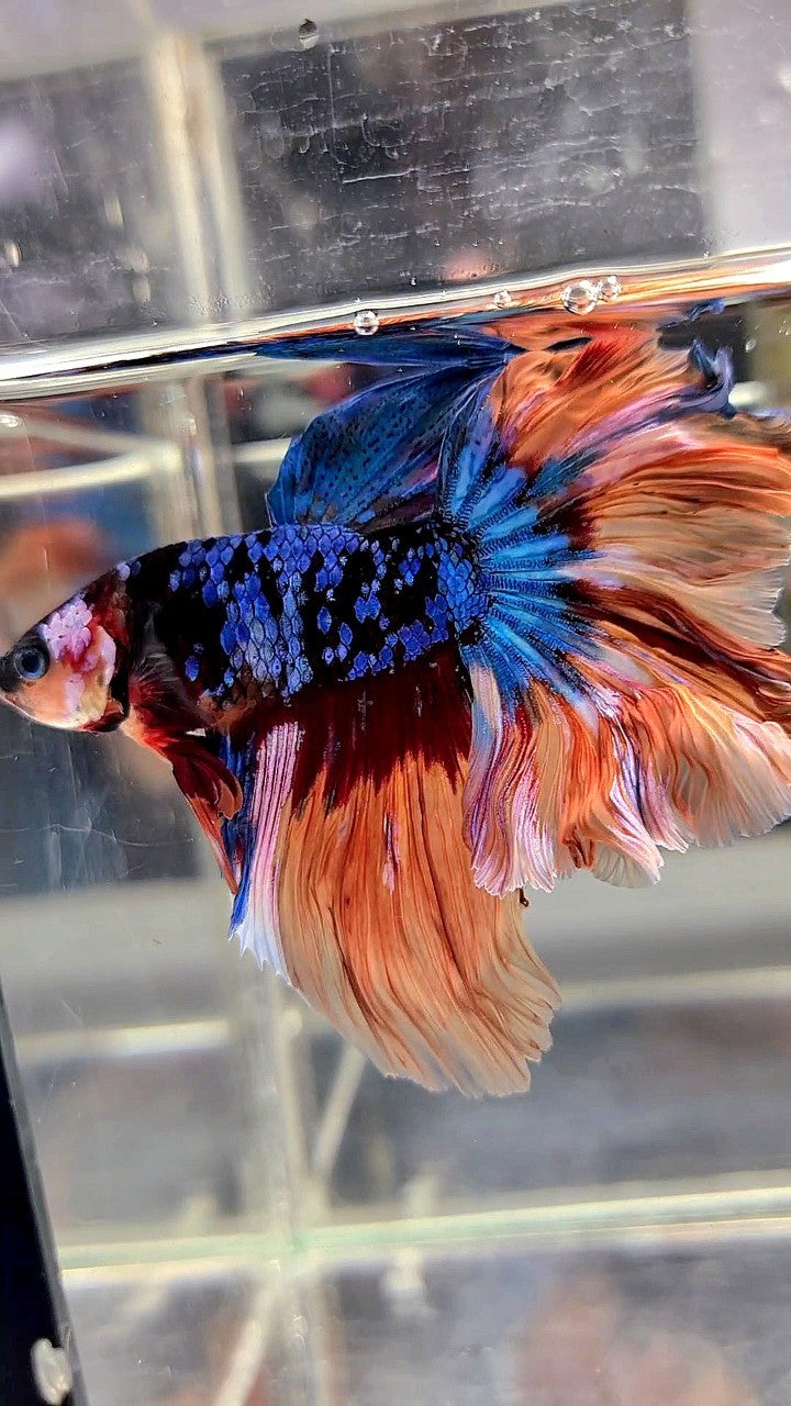 HALFMOON ROSETAIL BLACK GALAXY AVATAR NEMO BETTA FISH