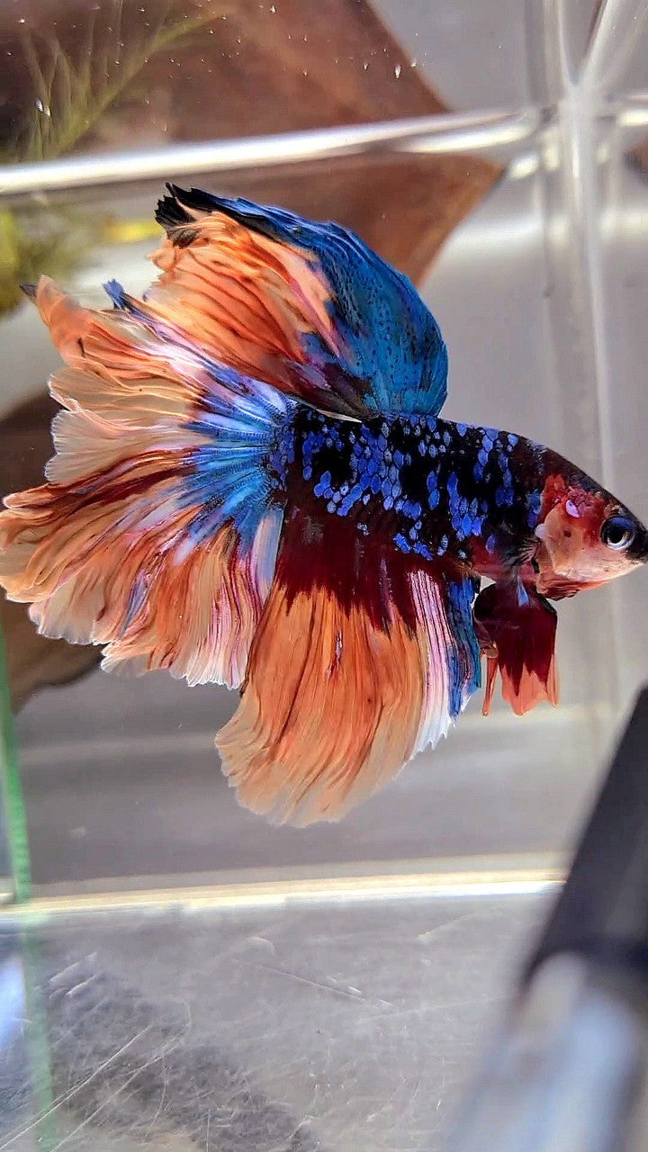 HALFMOON ROSETAIL BLACK GALAXY AVATAR NEMO BETTA FISH