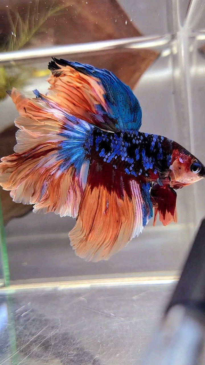 HALFMOON ROSETAIL BLACK GALAXY AVATAR NEMO BETTA FISH